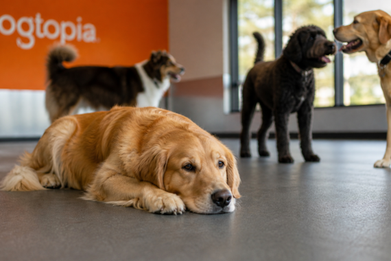 low energy dog resting calmly while other dogs play in daycare