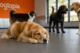 low energy dog resting calmly while other dogs play in daycare