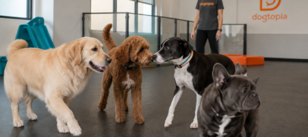 Dogs socializing together in a supervised dog daycare playroom.