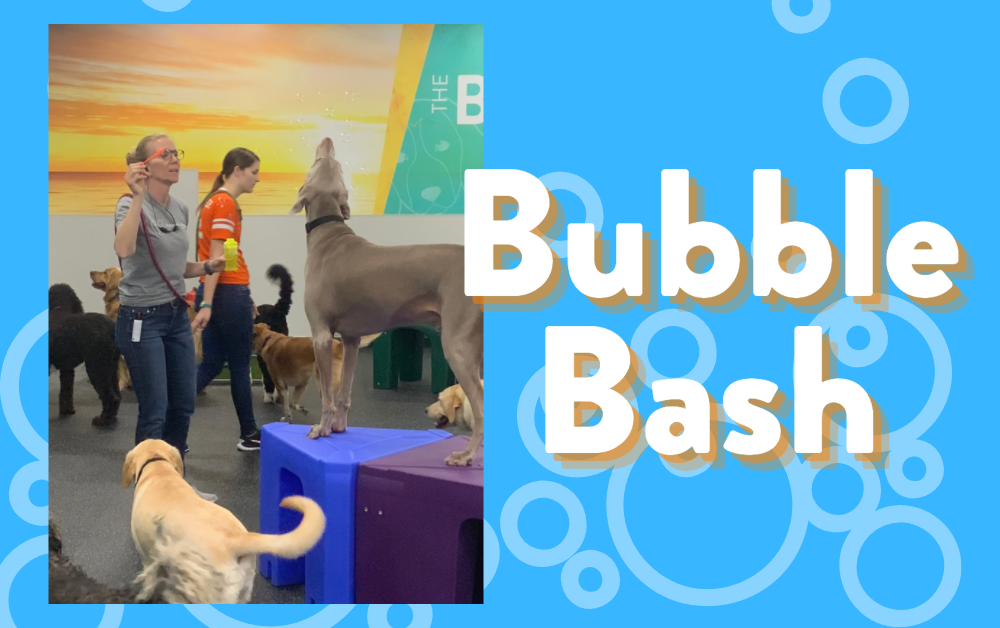 Bubble Bash - South Chandler