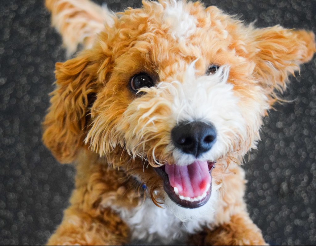 Half Priced Daycare Friday At Dogtopia Of Eau Claire