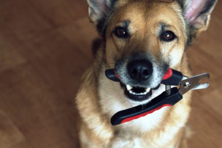 doggy nail trim