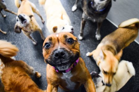 Half Priced Doggy Daycare