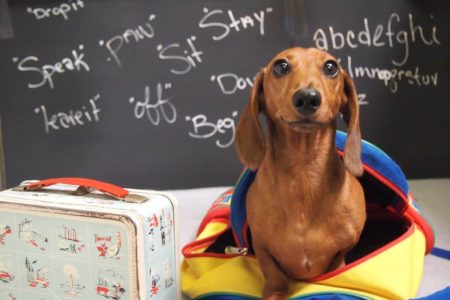 dog back to school