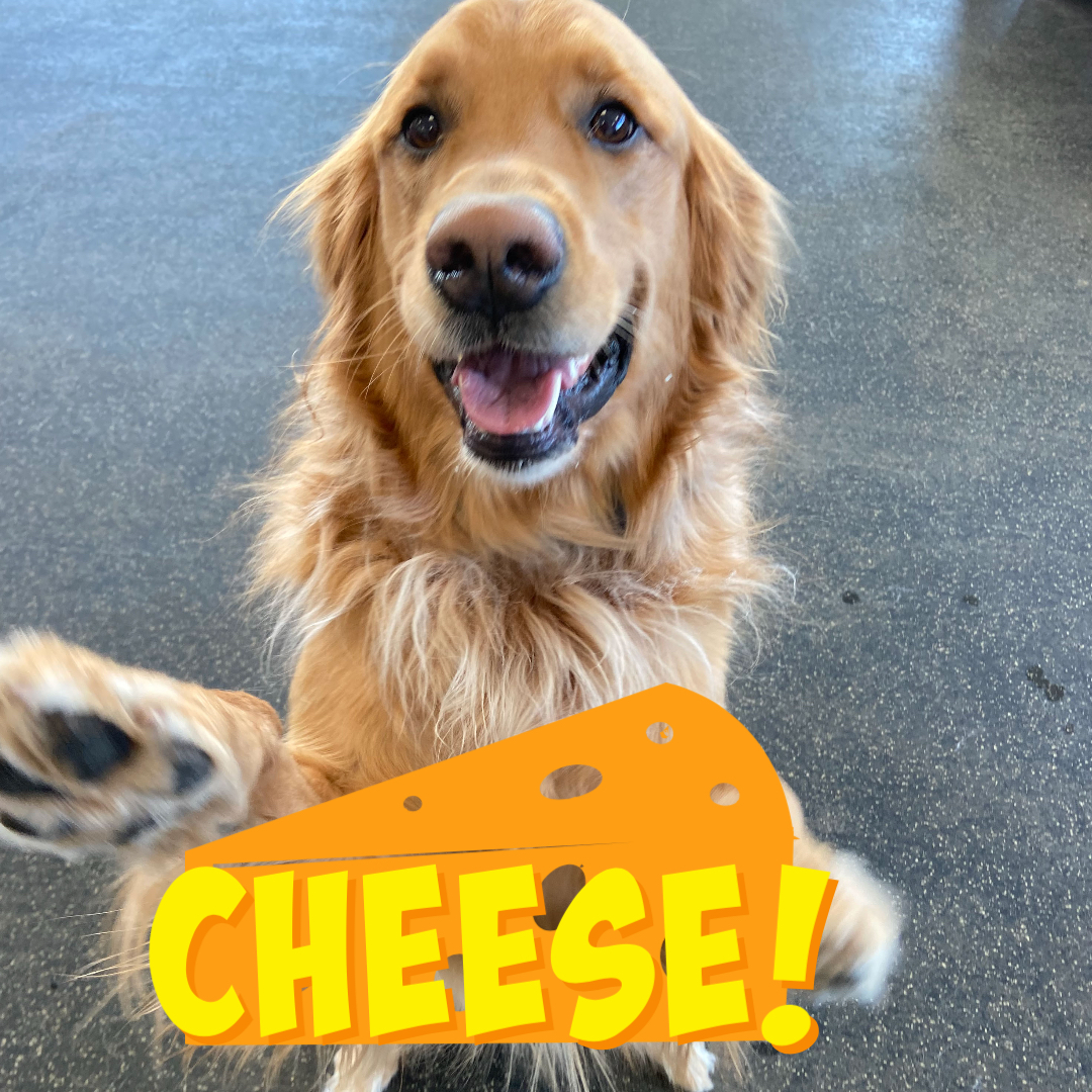 National Cheese Lover's Day Eau Claire