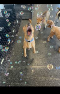 Bubble Party - Eau Claire