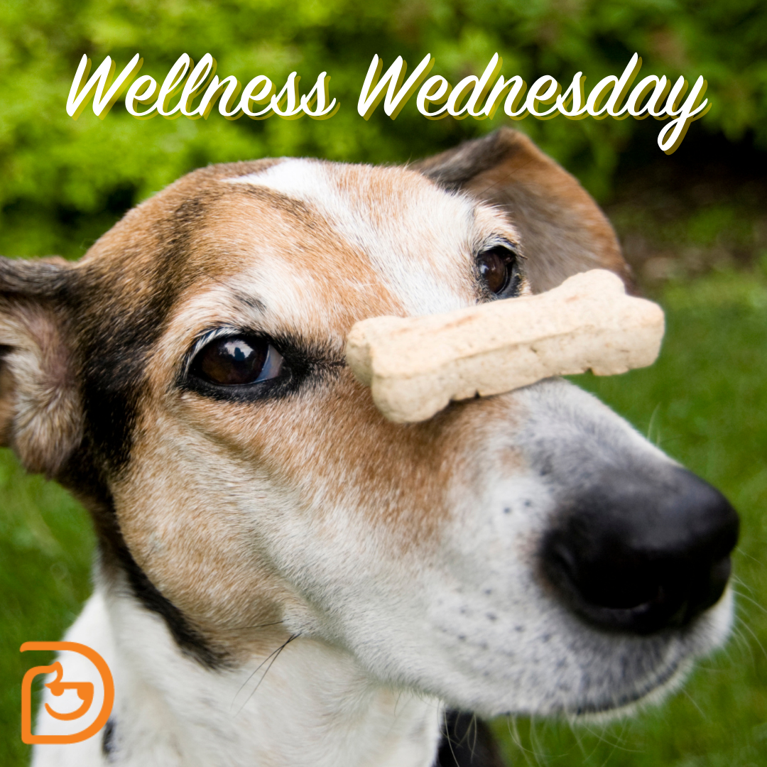 Wellness Day Trick for a Treat! Eau Claire