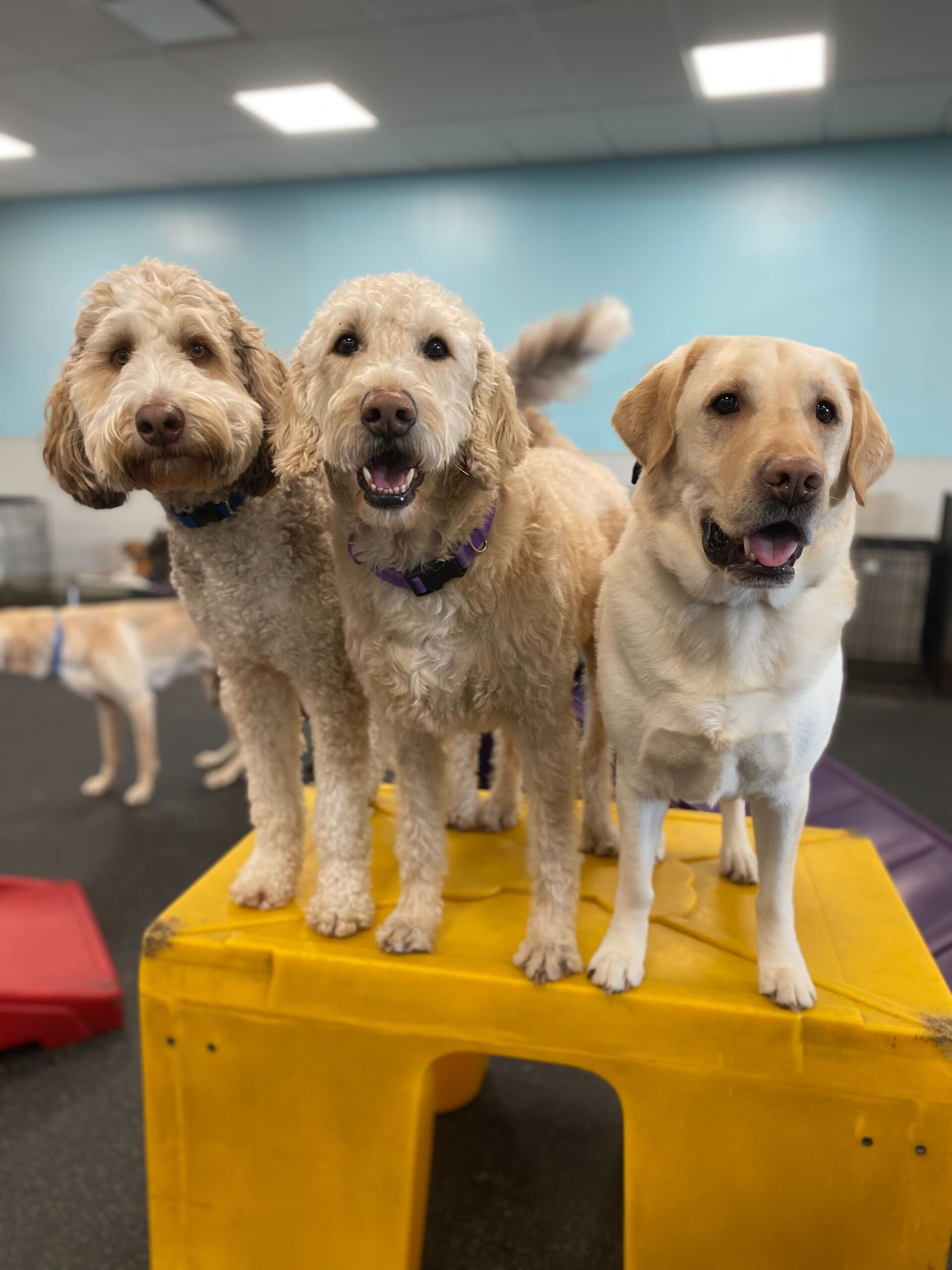 Eau Claire Play Room