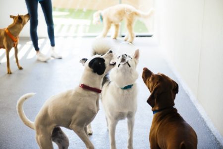 Three dogs trying to catch soap bubbles at Dogtopia of Lionhead playroom.