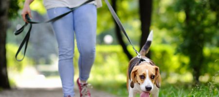 dog healthy weight exercise