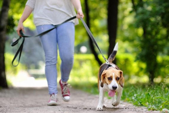 dog healthy weight exercise