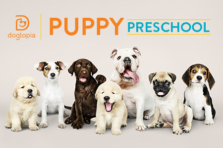 Dogtopia Puppy Preschool