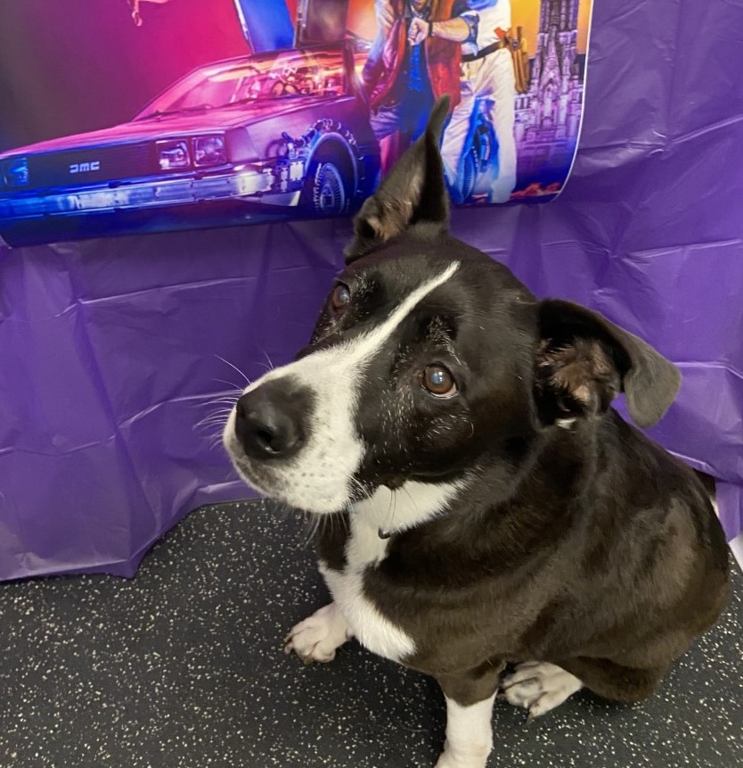 Senior Dog Roxanne Senior Dog Appreciation Day! - McKinney
