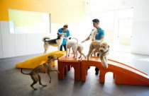 Certified coaches playing with five dogs at a Dogtopia location