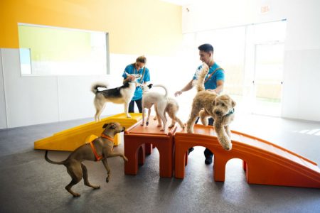 Certified coaches playing with five dogs at a Dogtopia location