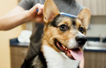 A dog is being brushed by a groomer at Dogtopia of Meridian North Spa.