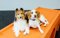 beagle and sheltie sitting on orange play equipment