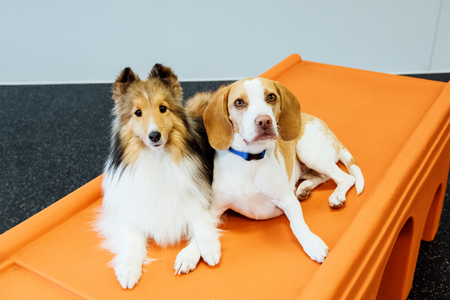 beagle and sheltie sitting on orange play equipment