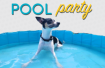 small dog sitting in a pool