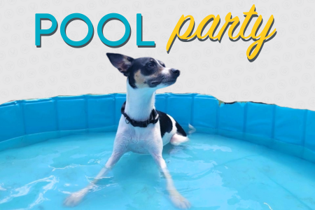 small dog sitting in a pool