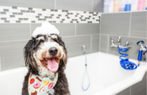 bernadoodle sitting in tub with bandana on, and soap on head