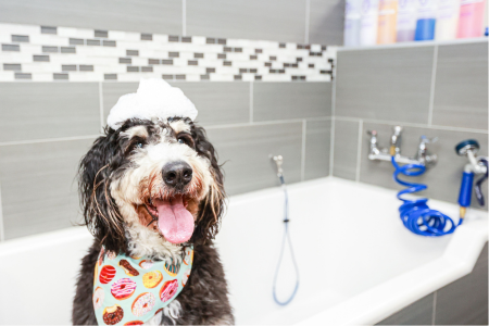 bernadoodle sitting in tub with bandana on, and soap on head