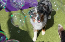 Aussie Dog looking at viewer and bubbles