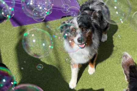 Aussie Dog looking at viewer and bubbles