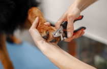 human clipping a dog's nails with red and black nail clippers