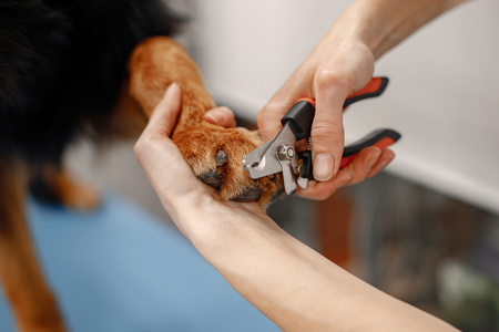 human clipping a dog's nails with red and black nail clippers