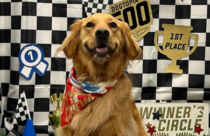 a golden retriever facing the camera with a checkered flag in the background, dressed up in celebration for Indy 500 Race
