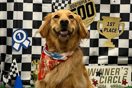 a golden retriever facing the camera with a checkered flag in the background, dressed up in celebration for Indy 500 Race