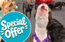 boston terrier howling next to a graphic that reads special offer