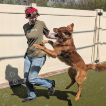 Dogtopia Canine Coach
