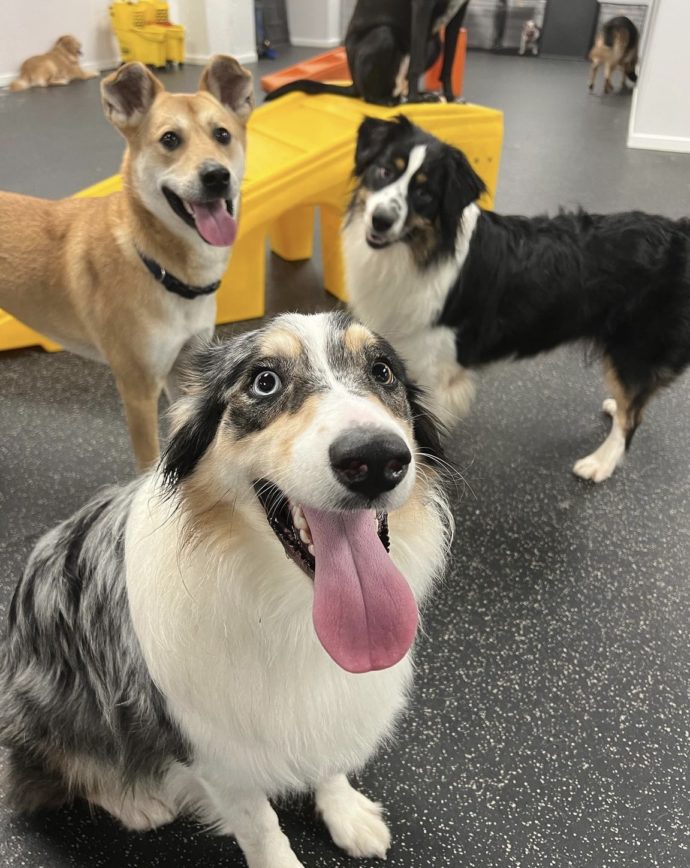 Dog Daycare Services Seattle Dogtopia of Harbor Steps