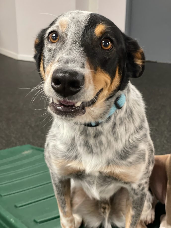 Dog Daycare Services Seattle Dogtopia of Harbor Steps