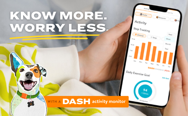 Phone showing DASH app that provides insight into your dogs activity and wellness!
