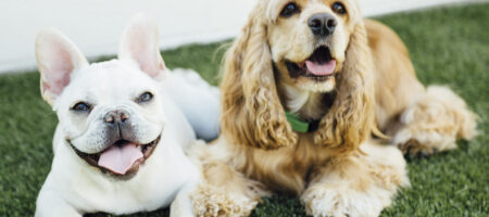 Two happy dogs relax side by side on green artificial turf. A white French Bulldog lies on the left with its tongue out and ears perked up, while a golden Cocker Spaniel rests on the right with long, wavy ears and a green collar. Both dogs are looking toward the camera in a bright outdoor setting.