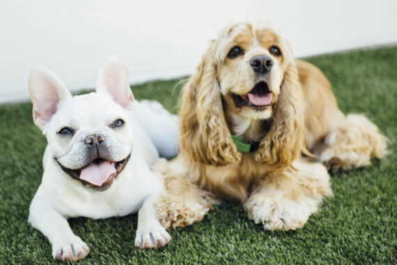 Two happy dogs relax side by side on green artificial turf. A white French Bulldog lies on the left with its tongue out and ears perked up, while a golden Cocker Spaniel rests on the right with long, wavy ears and a green collar. Both dogs are looking toward the camera in a bright outdoor setting.