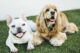 Two happy dogs relax side by side on green artificial turf. A white French Bulldog lies on the left with its tongue out and ears perked up, while a golden Cocker Spaniel rests on the right with long, wavy ears and a green collar. Both dogs are looking toward the camera in a bright outdoor setting.