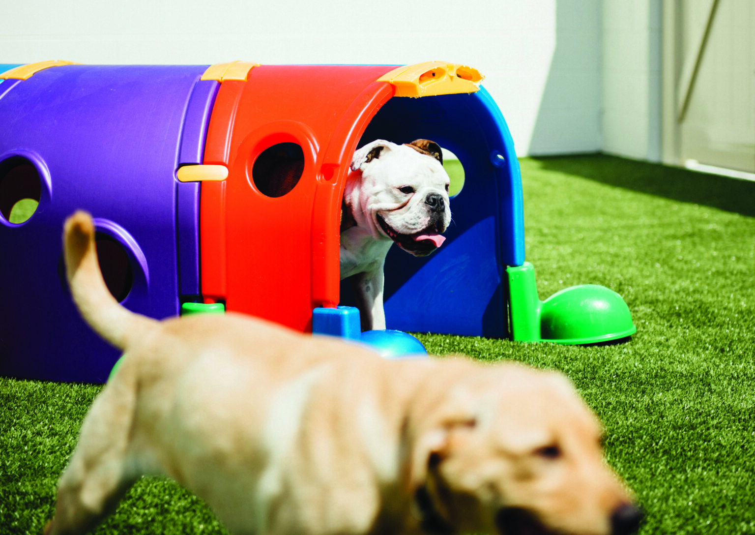 A happy Bulldog peeks out from a colorful play tunnel on artificial turf while another dog runs past in the foreground during outdoor playtime.