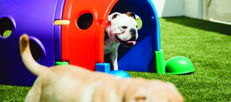 A happy Bulldog peeks out from a colorful play tunnel on artificial turf while another dog runs past in the foreground during outdoor playtime.