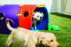 A happy Bulldog peeks out from a colorful play tunnel on artificial turf while another dog runs past in the foreground during outdoor playtime.