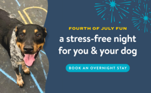 Happy black-and-white dog looking up at the camera with fireworks graphics and text promoting a stress-free Fourth of July overnight dog boarding stay.