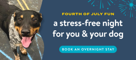 Happy black-and-white dog looking up at the camera with fireworks graphics and text promoting a stress-free Fourth of July overnight dog boarding stay.