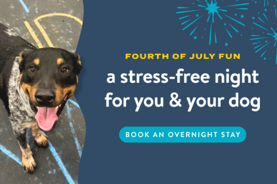 Happy black-and-white dog looking up at the camera with fireworks graphics and text promoting a stress-free Fourth of July overnight dog boarding stay.