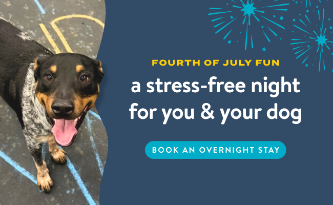 Happy black-and-white dog looking up at the camera with fireworks graphics and text promoting a stress-free Fourth of July overnight dog boarding stay.