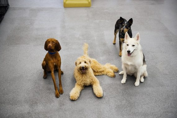 Four dogs posing to the camera at Dogtopia of Cypress.