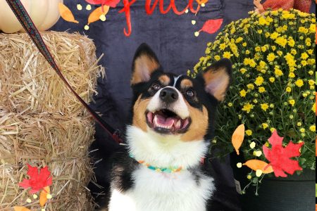 Dogtopia Cypress Reviews