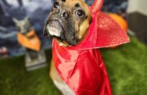 Halloween Doggie Daycare